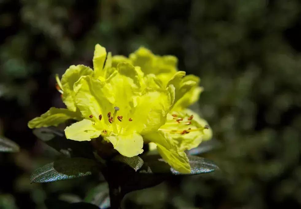 凉山州哪里可以赏花,西昌赏花攻略