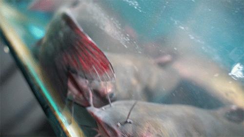 徐州烤鱼哪家最好吃,徐州烤鱼哪里最正宗