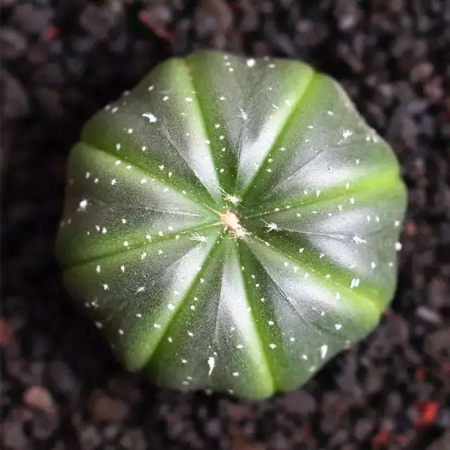 多肉早安图片大全,多肉大全100图