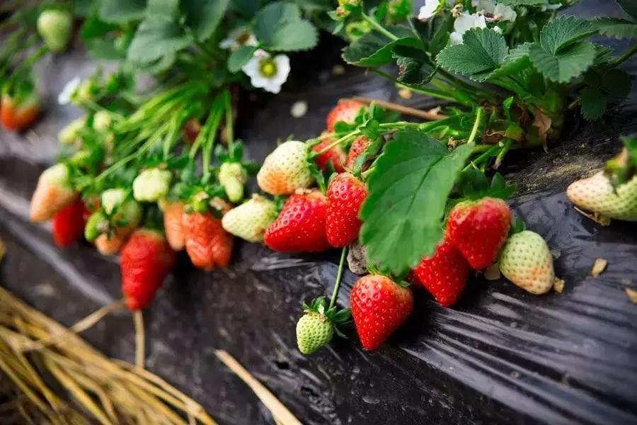 山东年味儿,山东最有年味的城市