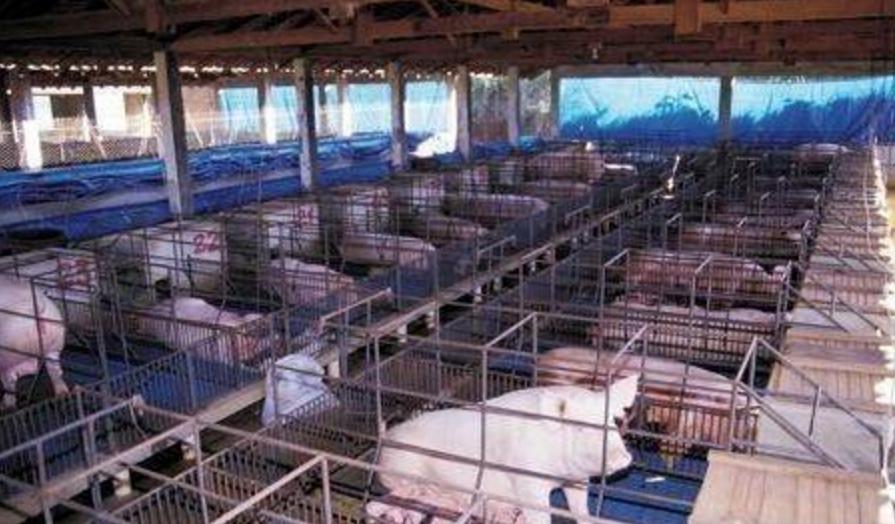 母猪打栏是怎么回事,母猪不吃料撞栏怎么回事