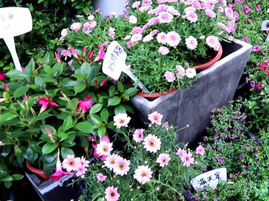 厦门藏匿着的美好,厦门是一座非常迷人的城市