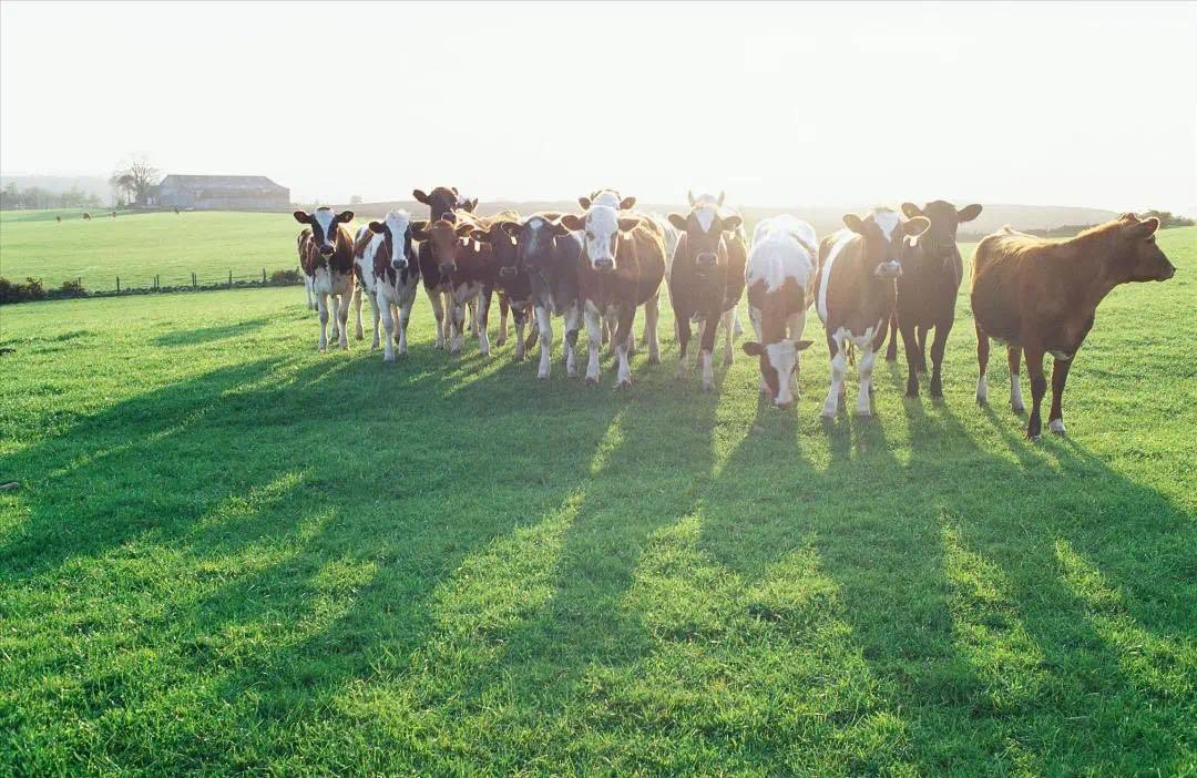 澳洲淳璀奶粉多少钱一罐,推荐高质量澳洲奶粉品牌