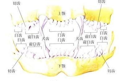 小狗口腔有臭味是怎么回事,小狗闻到气味一直叫