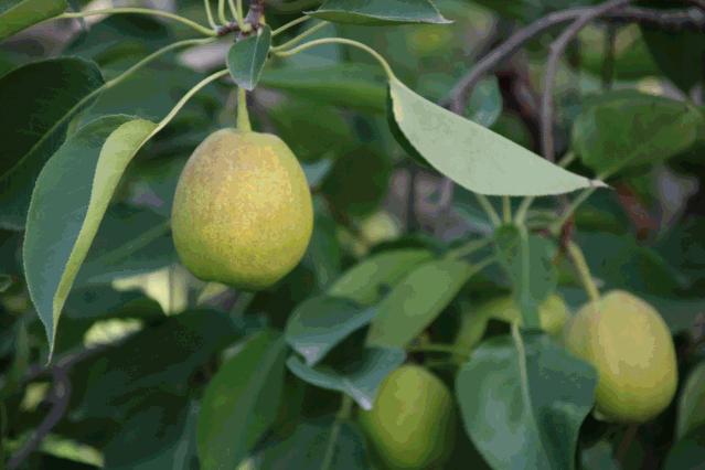 锐丰优选—库尔勒香梨,梨香十足,咬一口,果汁直接淌进喉咙里
