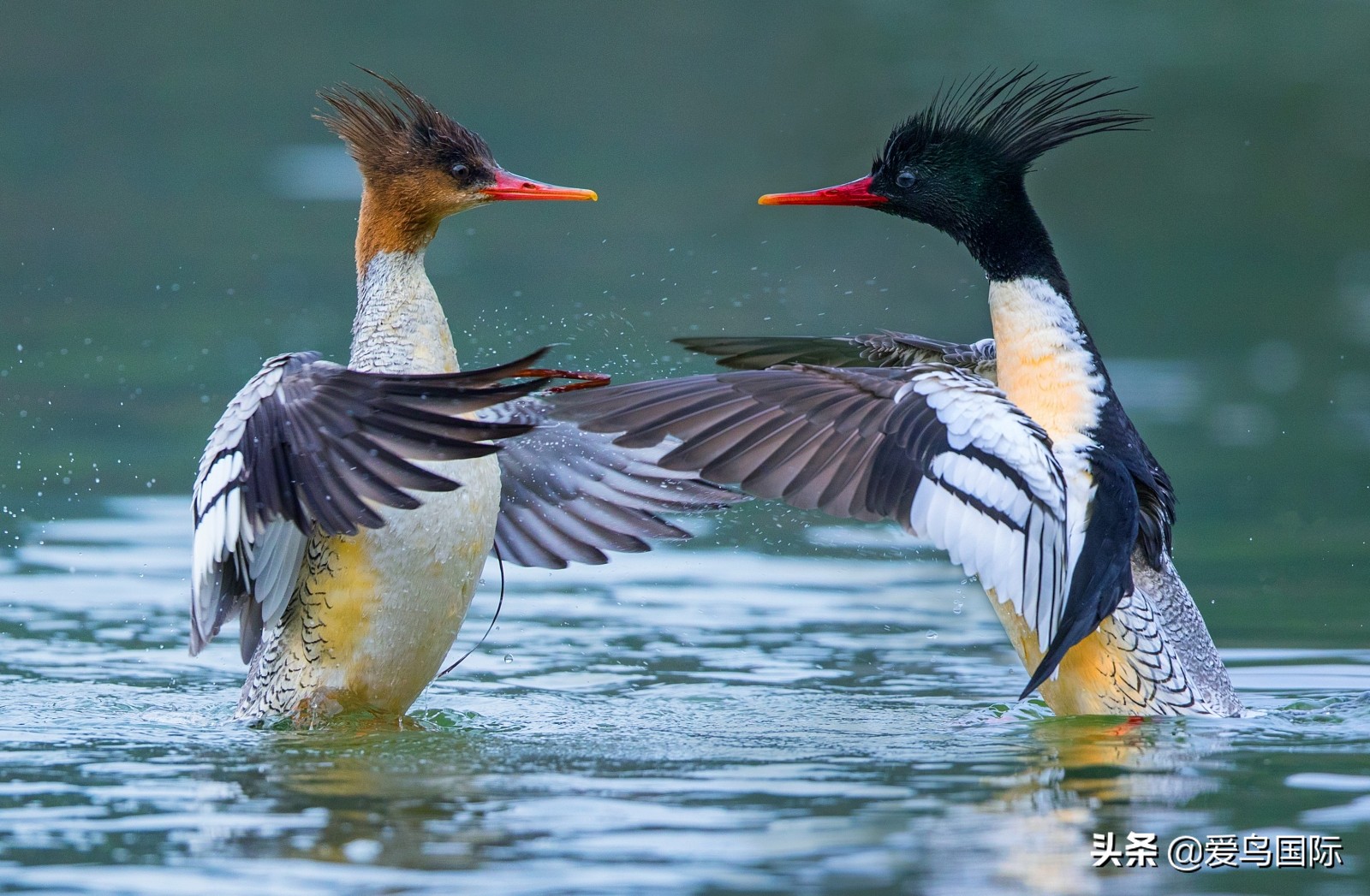 鸟类图片大全大图观赏,鸟类照片合集