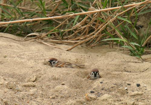 养鸟人必备技能,养鸟都需要做些什么