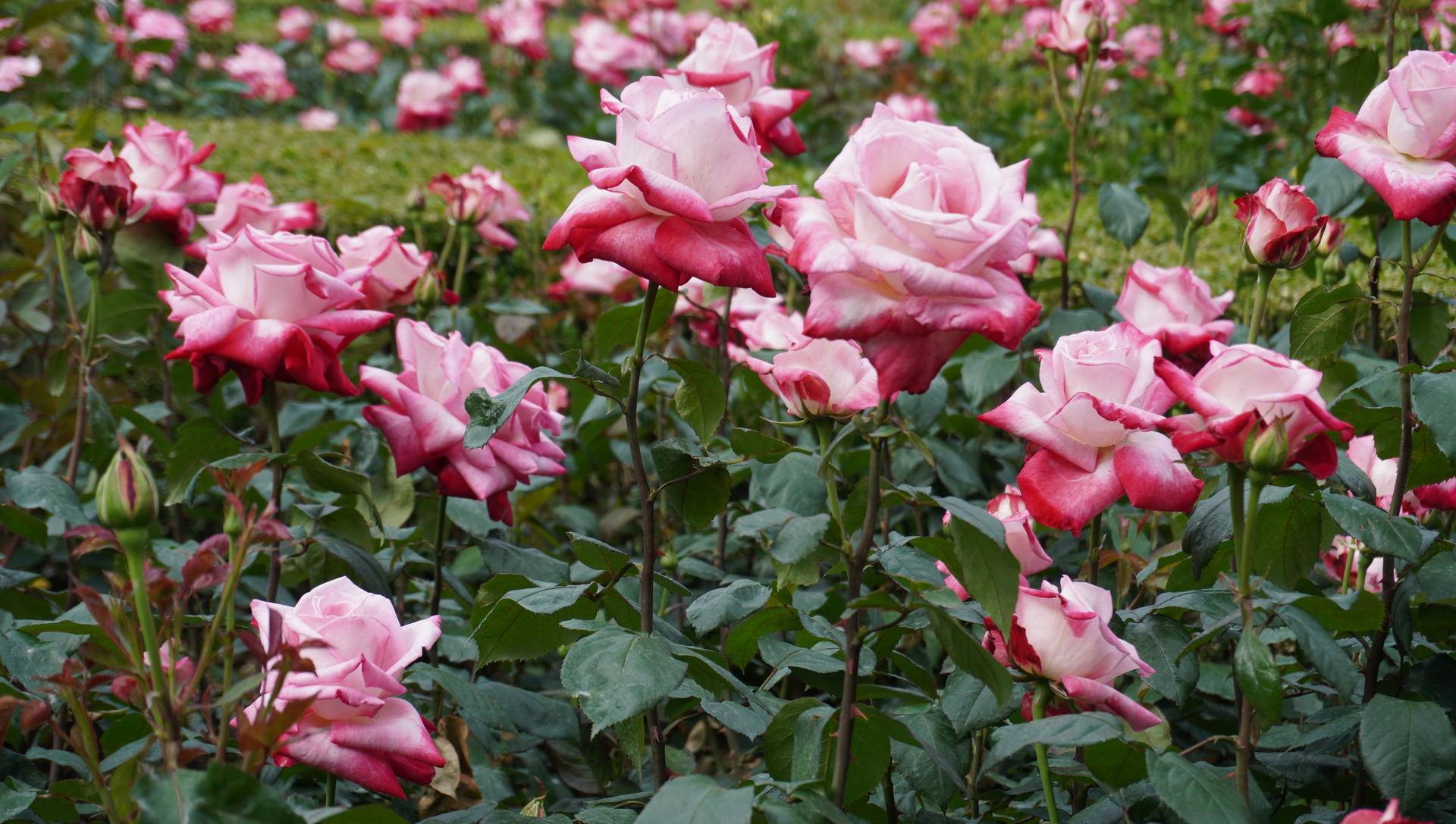 索尼微单6000与6100区别,索尼6100拍抖音评测