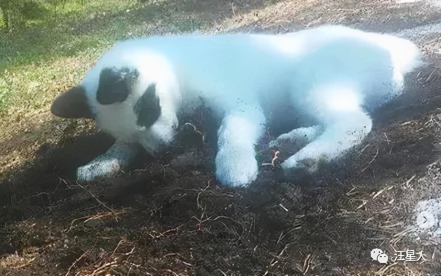 哈士奇和萨摩结合,生下了只超丑的宝宝,可没想到长大后这么飒