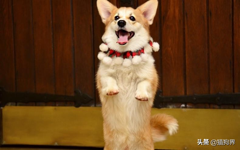 狗狗皮肤病到底会不会传染给人？不一定！#狗狗大明星#