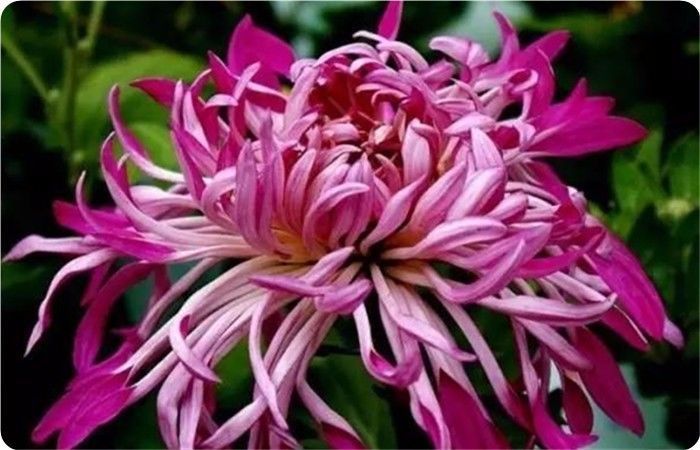 菊花100幅欣赏,菊花的十大绝美诗句