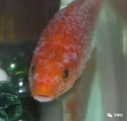 水霉病白毛掉了怎么办,水霉白毛病用什么方法治疗