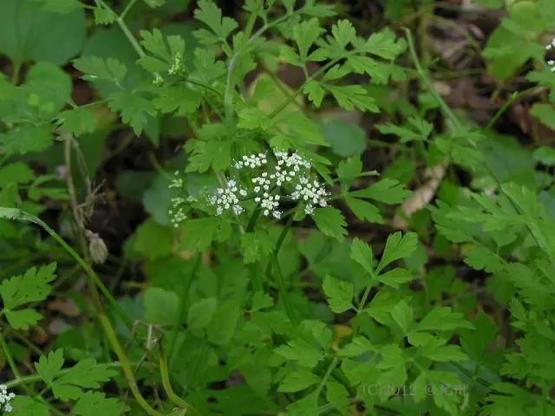 谈化疗色变这几个误区你中招了吗,十大极毒的植物