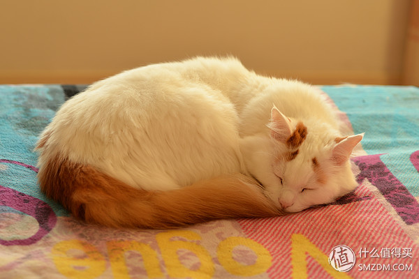 专业摄影师必备的定焦镜头,只选一只人像定焦镜头推荐