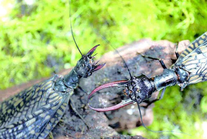 中华巨齿蛉和蜻蜓幼虫,巨齿蛉是蜻蜓吗