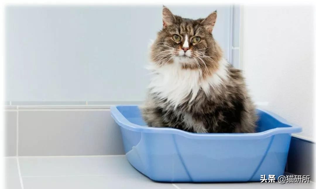 从3方面入手，有效提高老年猫的生活质量