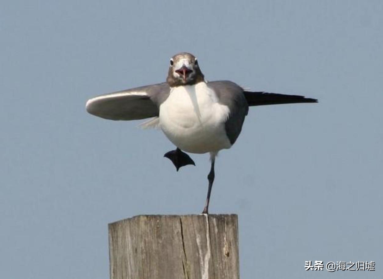 神级抓拍图片,25张令人惊叹的“神”级抓拍