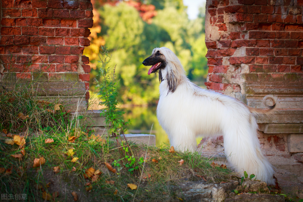 东方美犬,东方美狗狗
