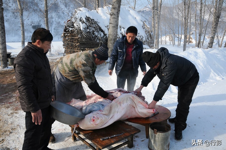 哪里体验正宗的东北杀猪菜,带着浓浓年味的杀猪菜