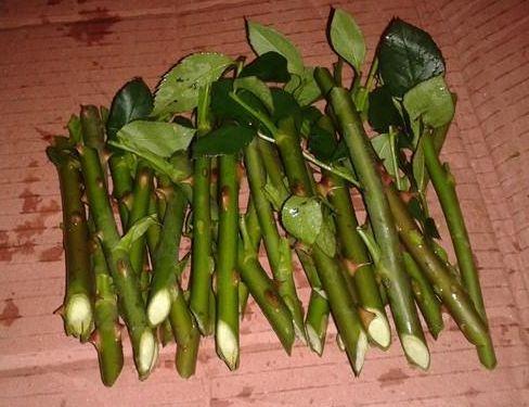 扦插花的快速生根法,哪些花卉可以用扦插的方法插活