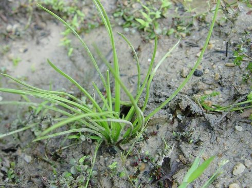 中华人民共和国野生植物保护名录,濒危保护植物名录药用植物多少种