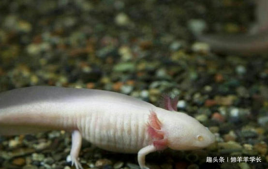 杀不死的动物有哪些,四大杀人不死的动物