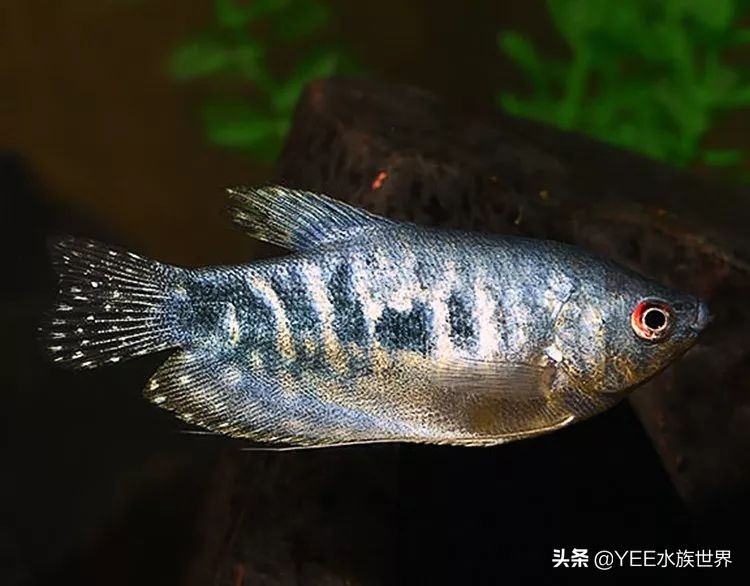 观赏鱼新手入门推荐,观赏鱼新手入门教程