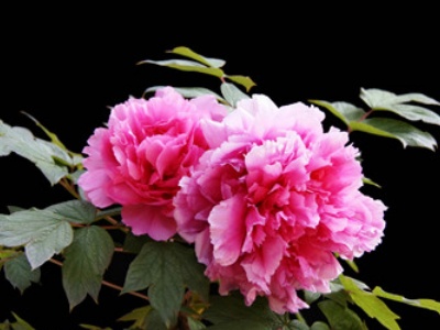 牡丹海棠的养殖方法和注意事项,牡丹盆栽养殖方法和注意事项