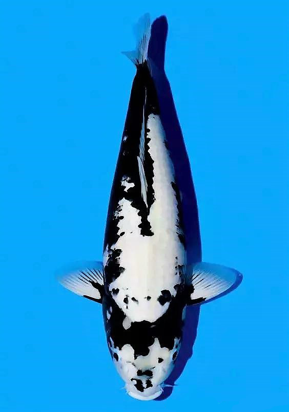 锦鲤多长时间喂一次锦鲤喂食方法,锦鲤怎么喂才知道饱了