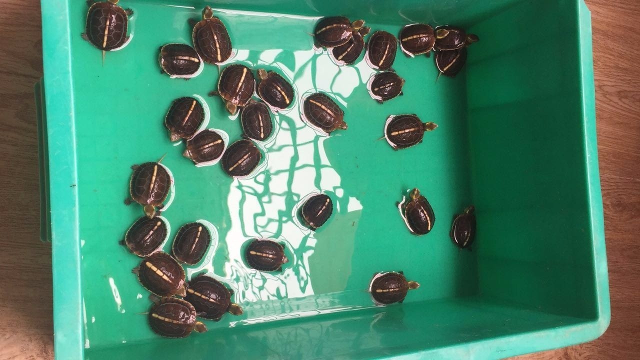 关于乌龟的知识与饲养,乌龟冬眠的科普知识动画片