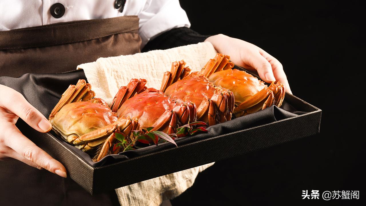 测评阳澄湖大闸蟹视频,肥美正宗阳澄湖大闸蟹