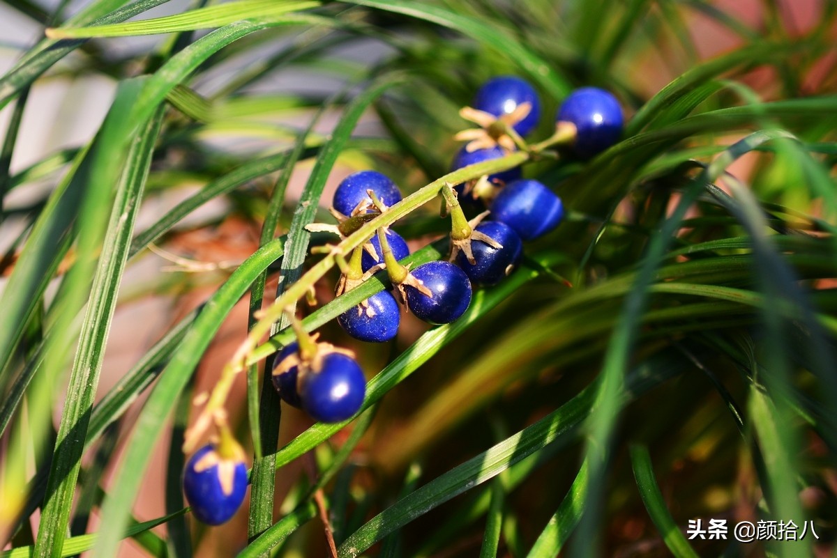 花园里的银边麦冬太好看，竟然被偷了|园丁