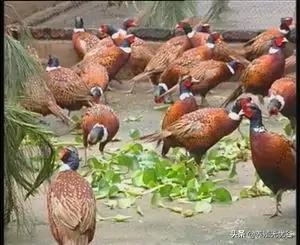 山鸡能跟家鸡一样养吗,山鸡怎么养不会跑