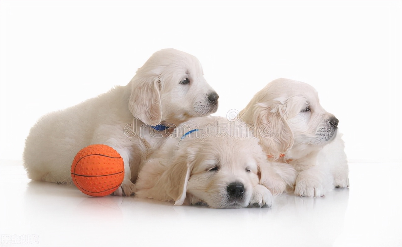 狗狗的焦虑分离症是爱吗,狗狗得分离焦虑症一定要关笼子吗