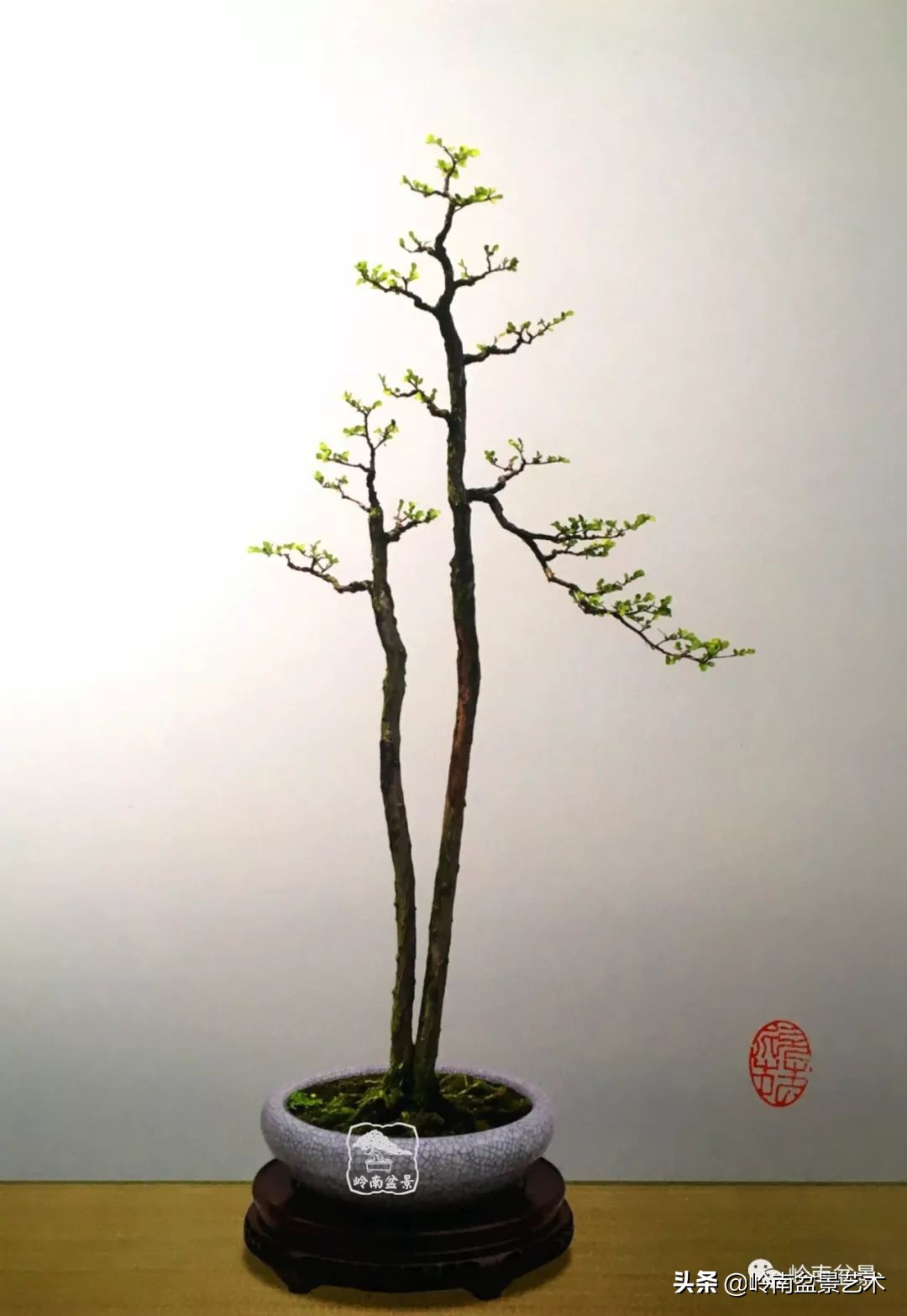 杂木盆景也毫不逊色,杂木盆景值钱吗