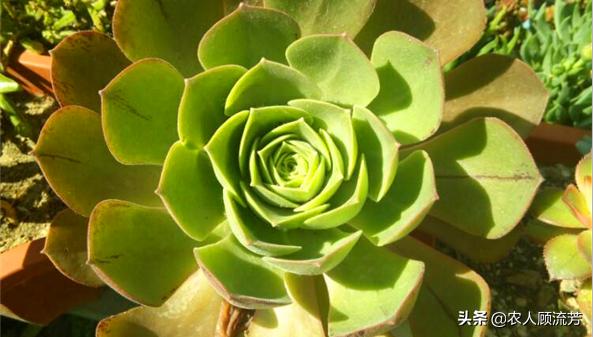 多肉植物的修剪养护方法,多肉植物仙人掌是否需要修剪