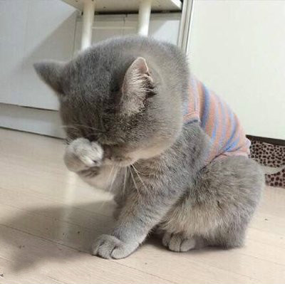 猫咪走失一星期后怎么找回,猫咪丢了3天找回来可以洗澡吗