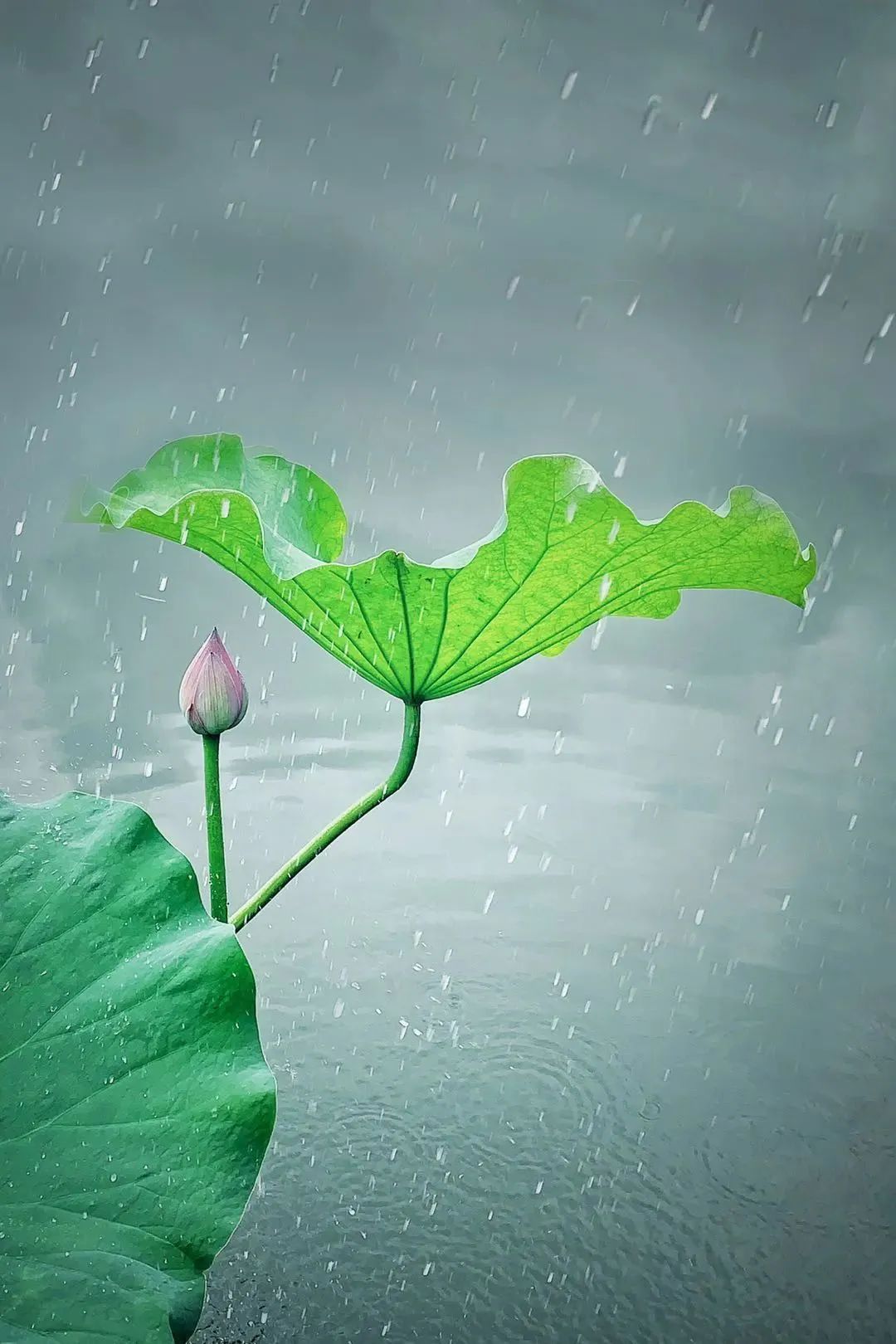 点赞他们的高光时刻,大家用手机拍出过什么好看的照片