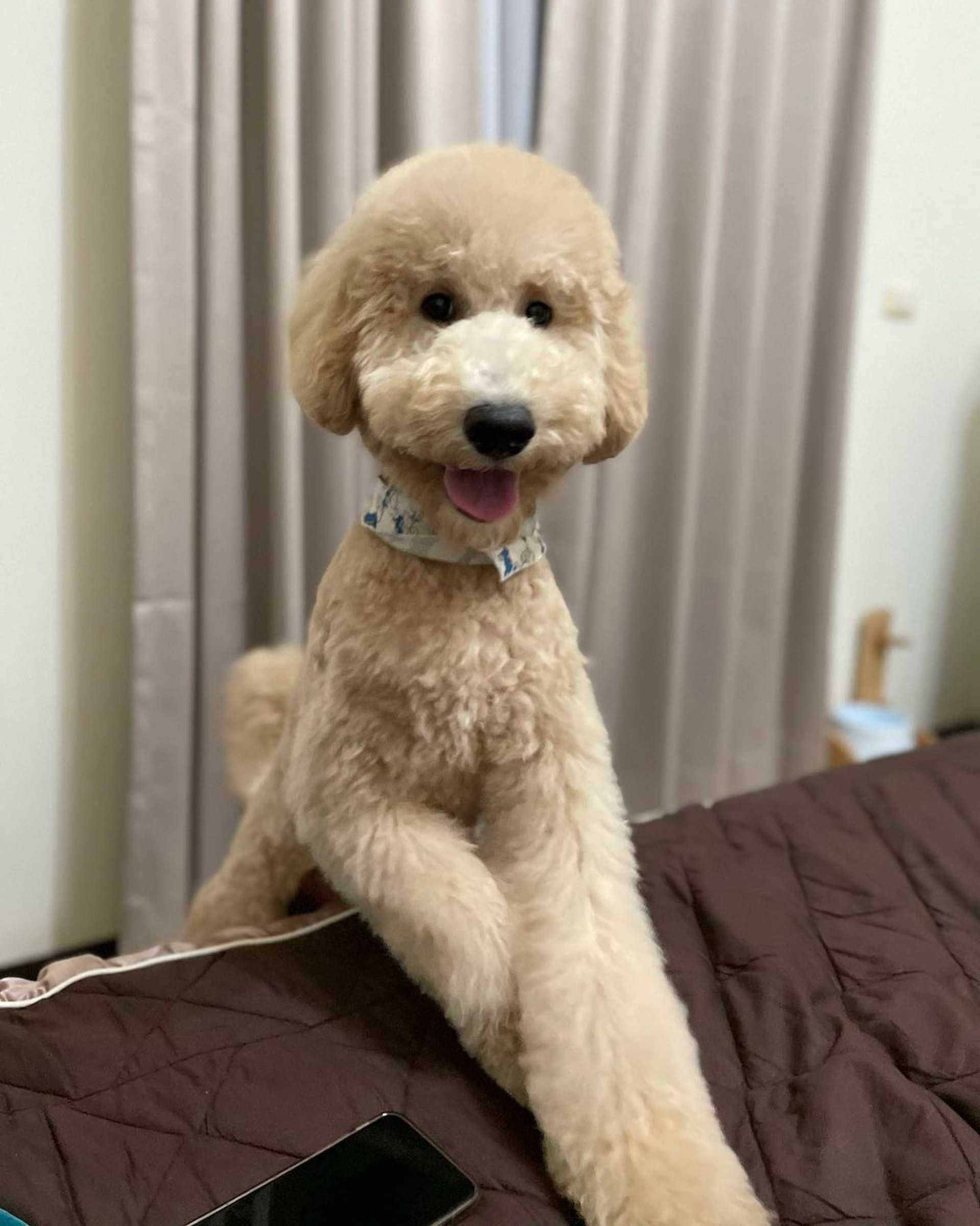 巨型贵宾犬发狂,巨型贵宾犬在家乱叫