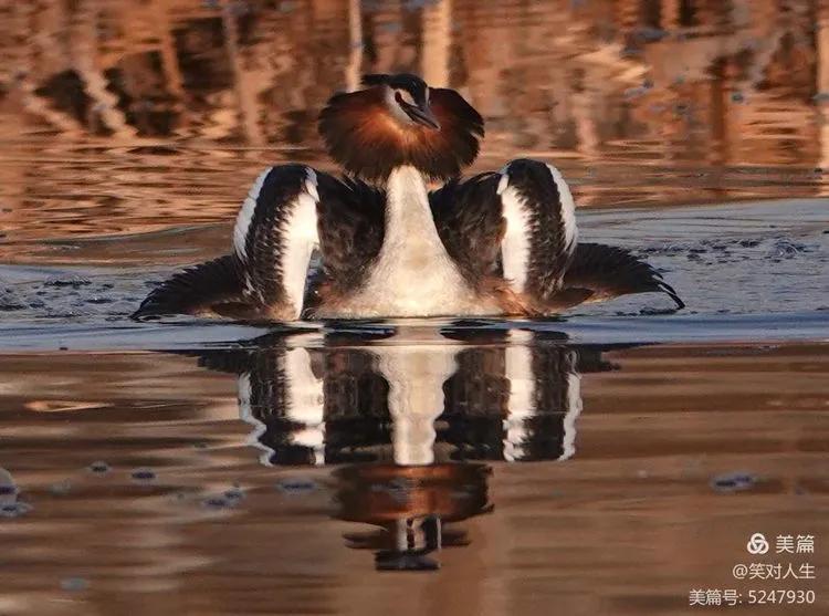 凤头鸊鷉粤语,斑头雁飞得最高的鸟