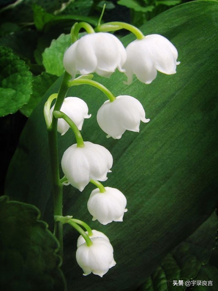 很有深意的句子，有些东西，并不是越浓越好，要恰到好处