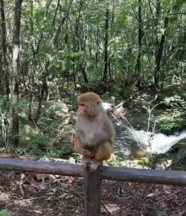 南召宝天曼地质公园,宝天曼内乡地质公园