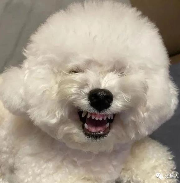 比熊有多萌,主人见到小点可爱比熊犬就想咬牙