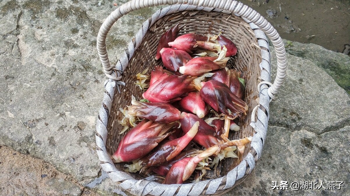 常见野菜的种类和图片大全 (各种野菜大全带图片)