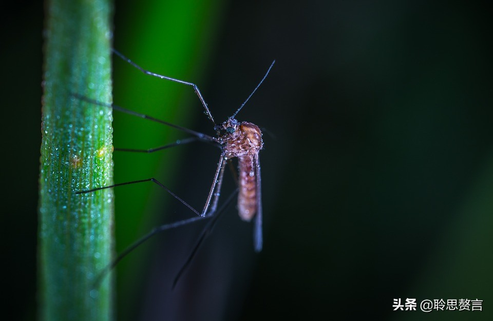 蚊子诗精选三十六首莫恨我心儿毒，只因你口儿馋