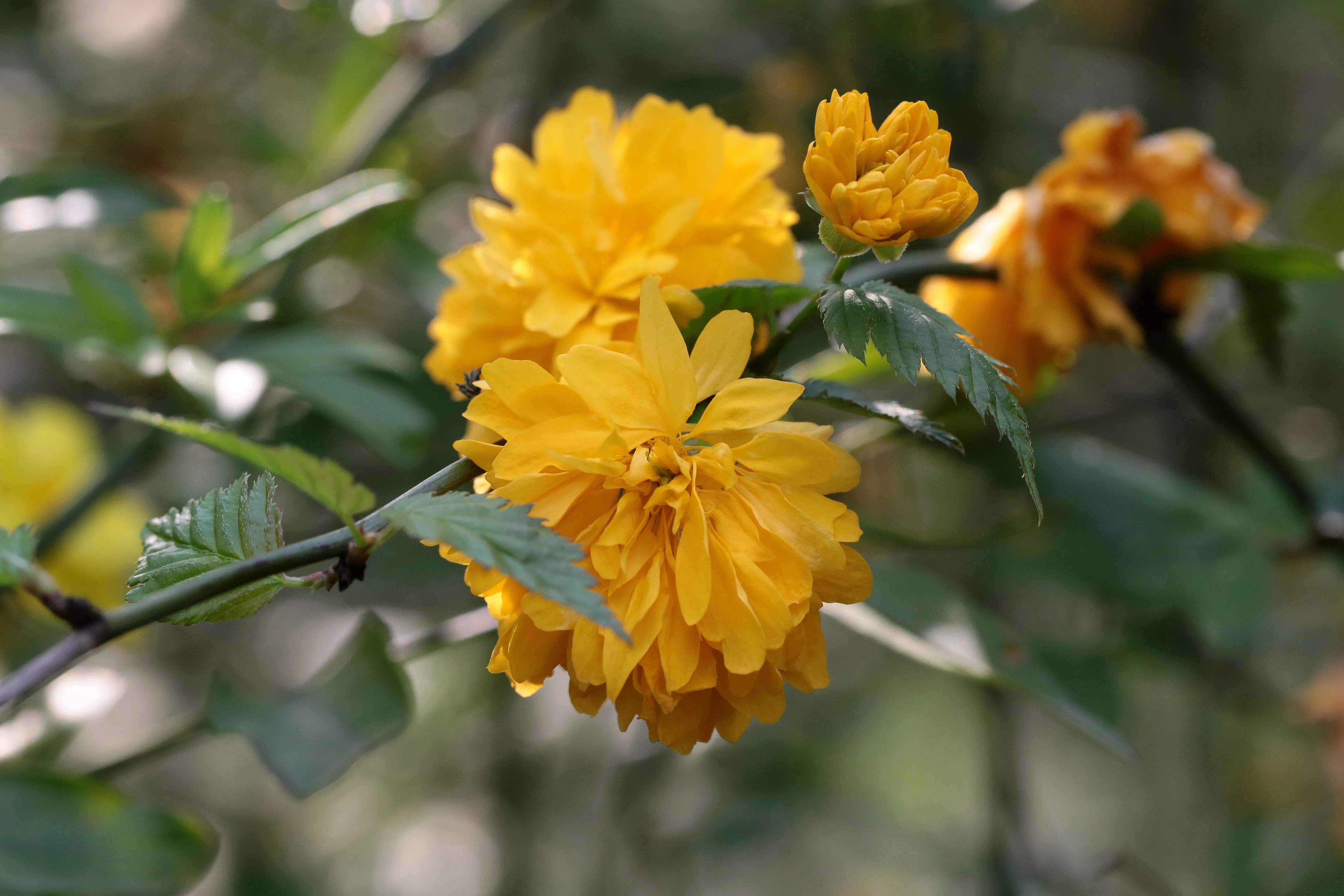 西溪湿地花朝节花草集（2）