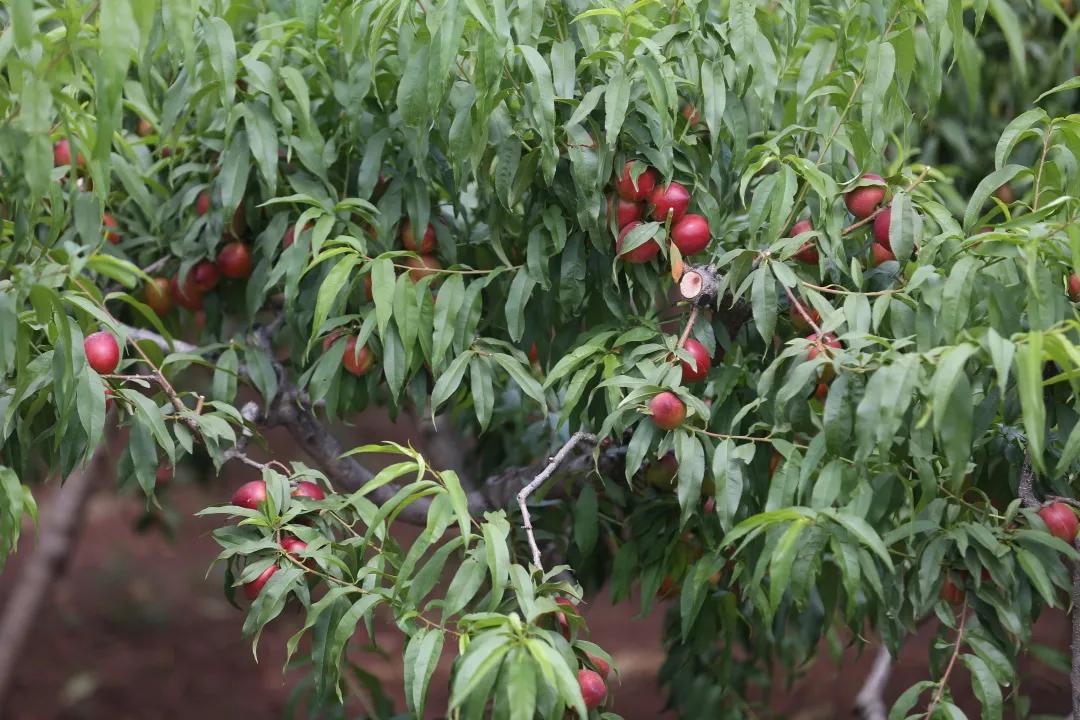 红红油桃挂枝头,这个五月“桃”你欢心