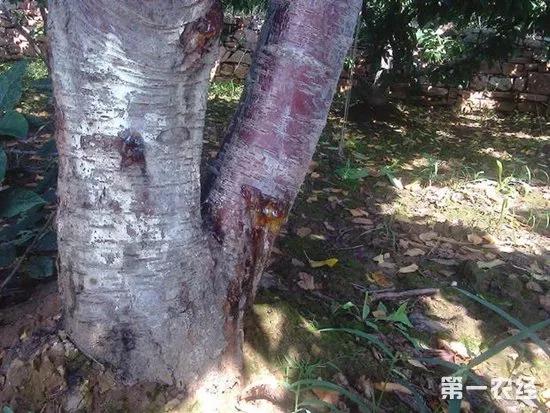 樱桃常见病虫害有哪些,樱桃常见病虫害有哪些症状