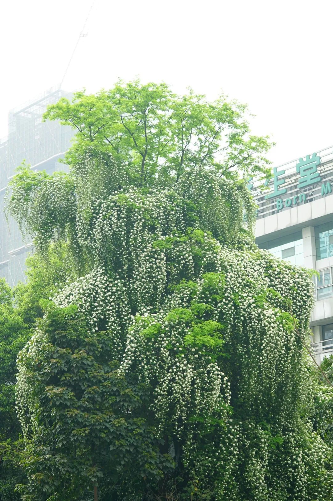 开到荼蘼唱的是什么,歌词中有开到荼蘼