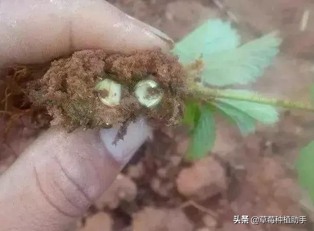 草莓红中柱炭疽病特效药,下雨天草莓炭疽病怎么办